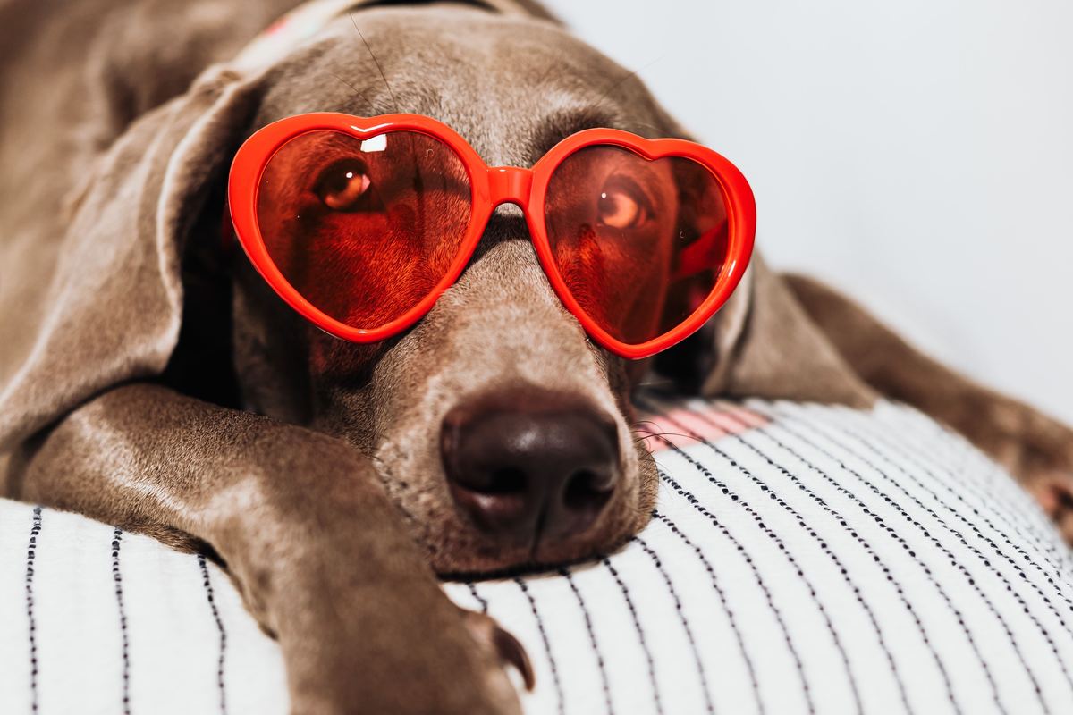 Weimaraner dog resting comfortably wearing red sunglasses